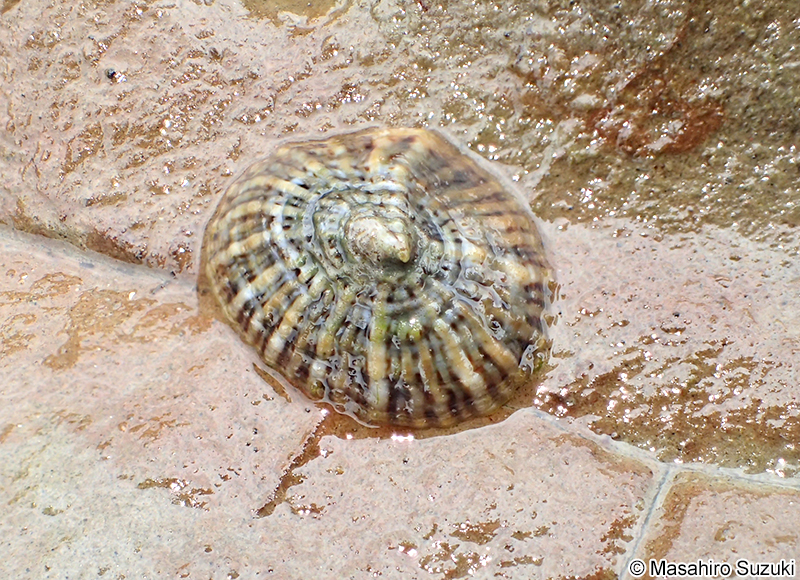 カラマツガイ Siphonaria japonica