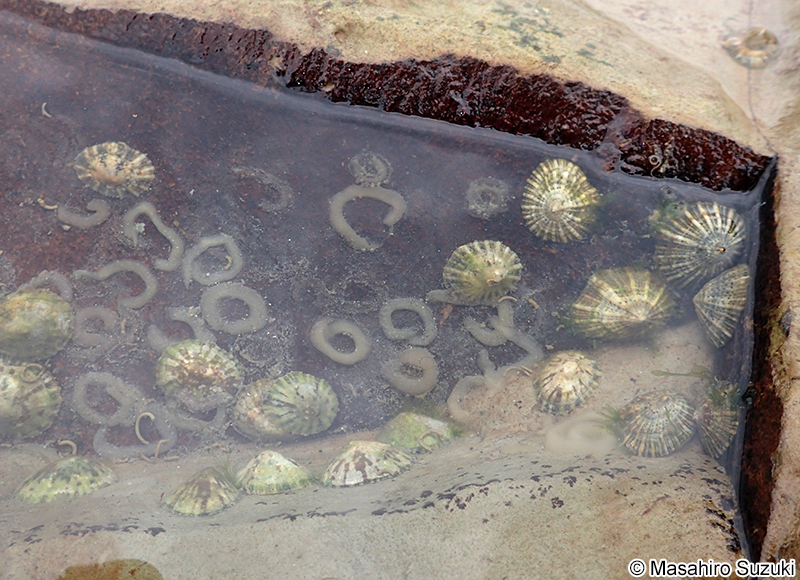 カラマツガイ Siphonaria japonica