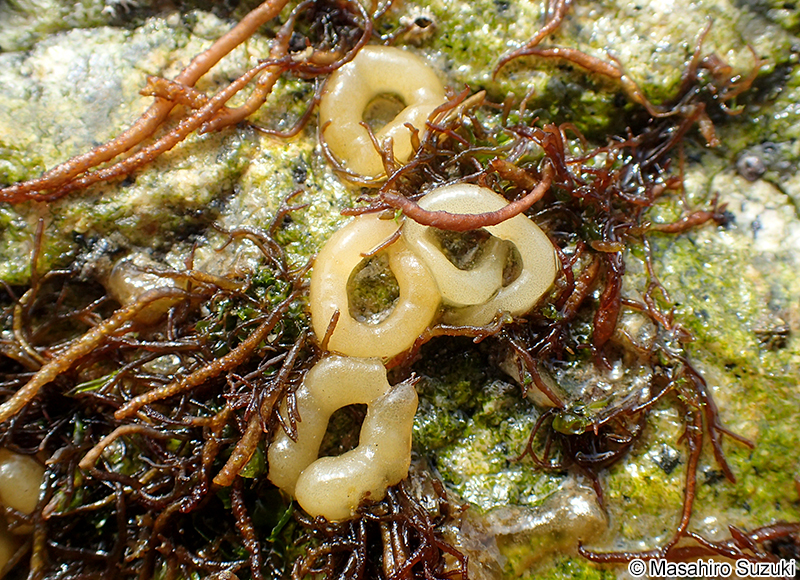カラマツガイ Siphonaria japonica