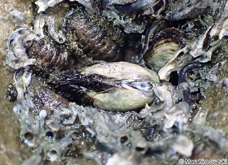 広義のカリガネエガイ Barbatia virescens sensu lato