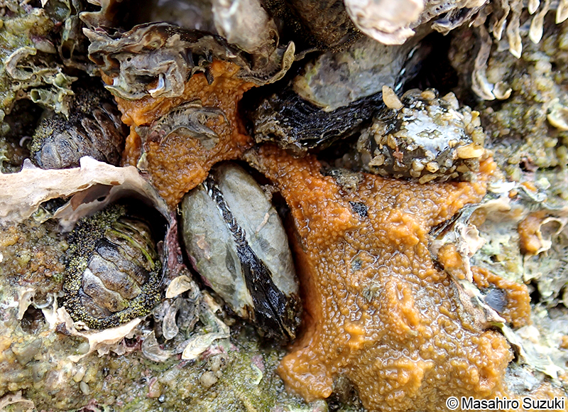 広義のカリガネエガイ Barbatia virescens sensu lato