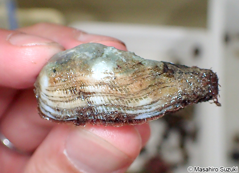 広義のカリガネエガイ Barbatia virescens sensu lato