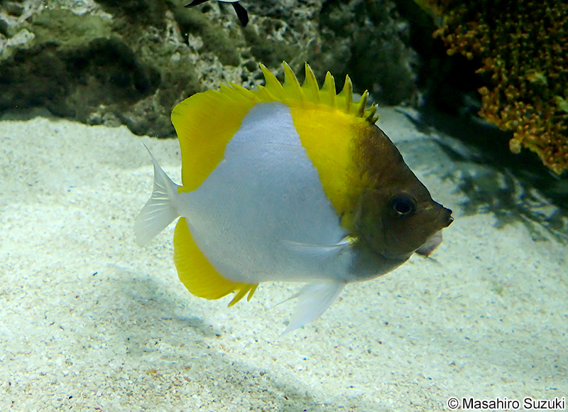 カスミチョウチョウウオ Hemitaurichthys polylepis