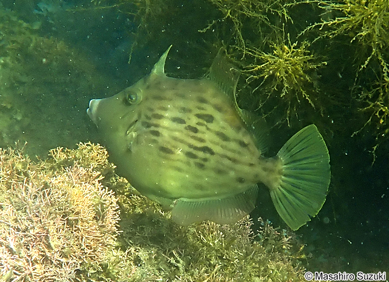 カワハギ Stephanolepis cirrhifer