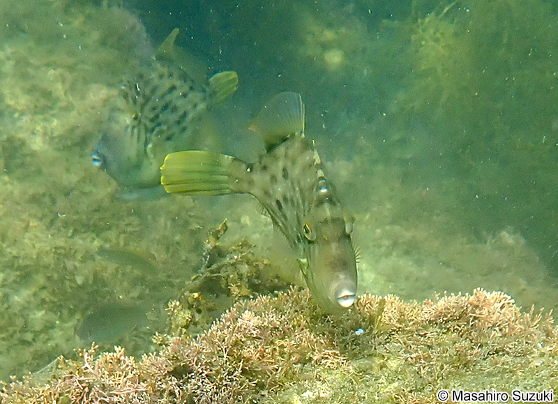 カワハギ Stephanolepis cirrhifer