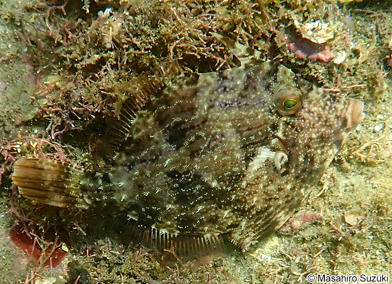 カワハギ Stephanolepis cirrhifer