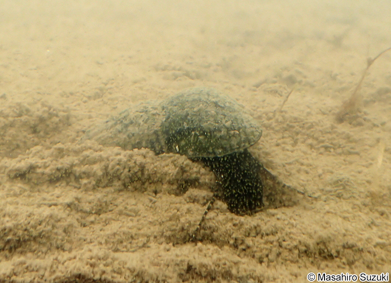 カワニナ Semisulcospira