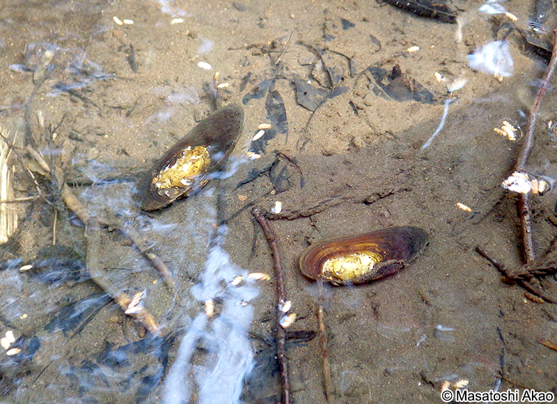 カワシンジュガイ Margaritifera laevis