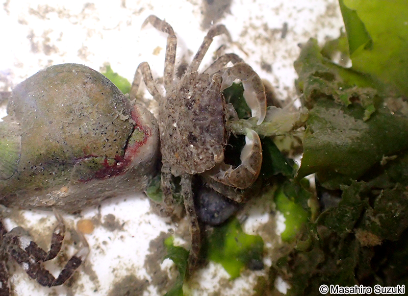 ケフサイソガニ Hemigrapsus penicillatus