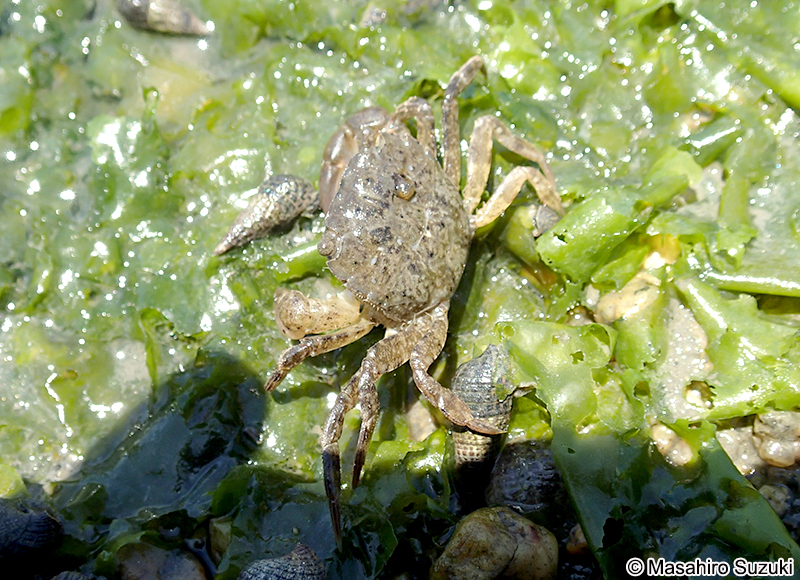 ケフサイソガニ Hemigrapsus penicillatus