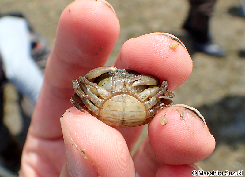 ケフサイソガニ Hemigrapsus penicillatus