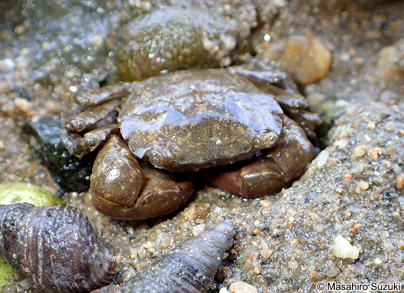 ケフサイソガニ Hemigrapsus penicillatus