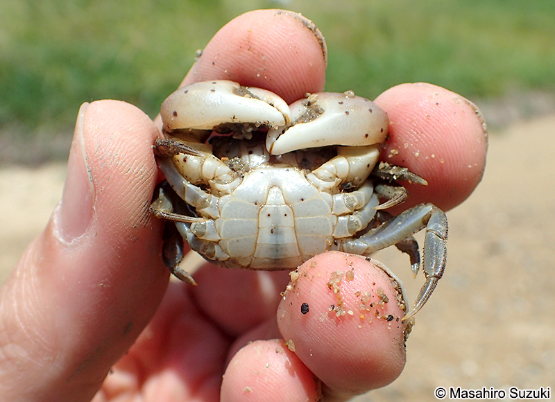 ケフサイソガニ Hemigrapsus penicillatus