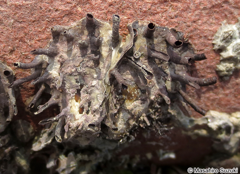 ケガキ Saccostrea kegaki