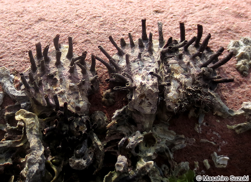 ケガキ Saccostrea kegaki