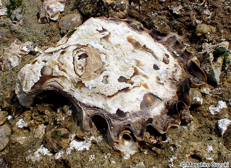 ケガキ Saccostrea kegaki