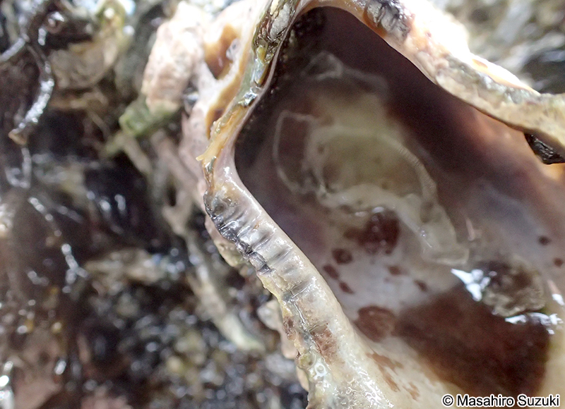 ケガキ Saccostrea kegaki