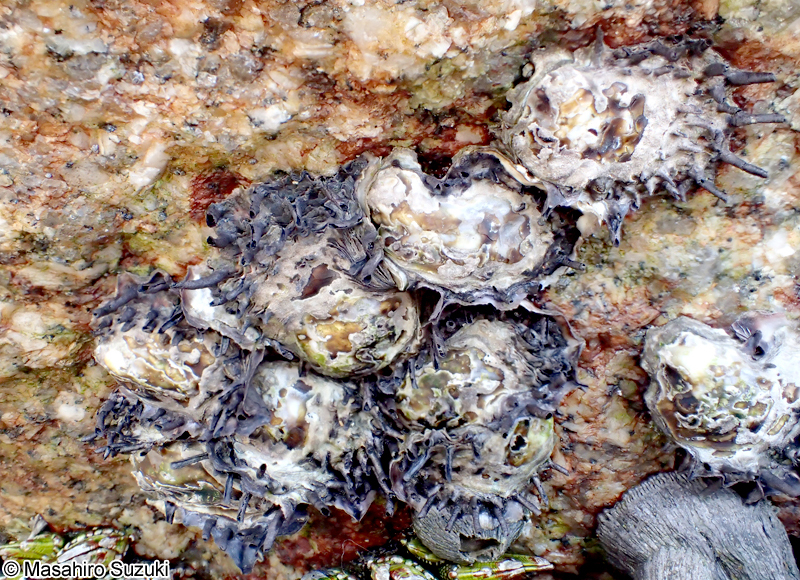 ケガキ Saccostrea kegaki