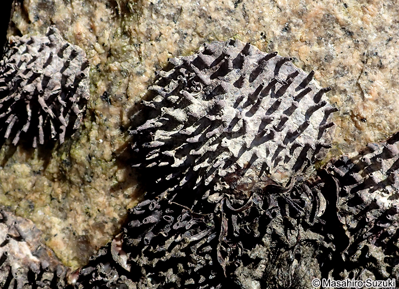 ケガキ Saccostrea kegaki