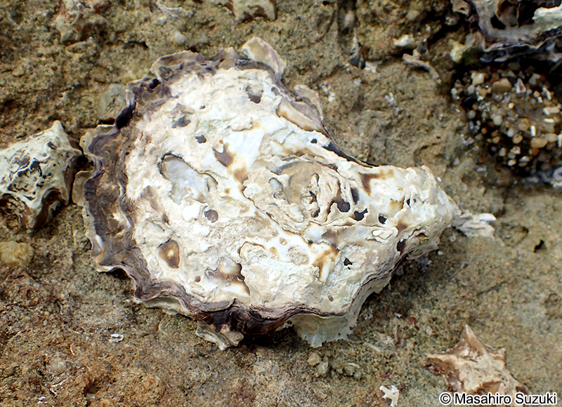 ケガキ Saccostrea kegaki
