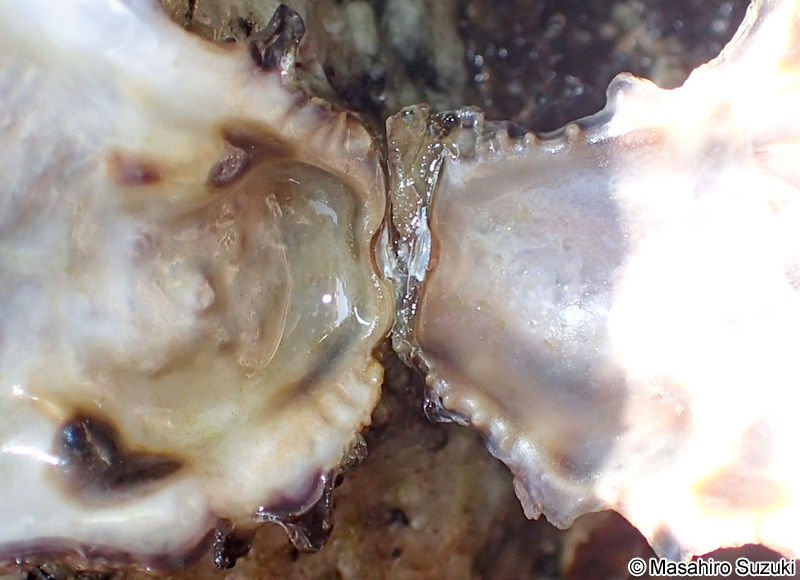 ケガキ Saccostrea kegaki