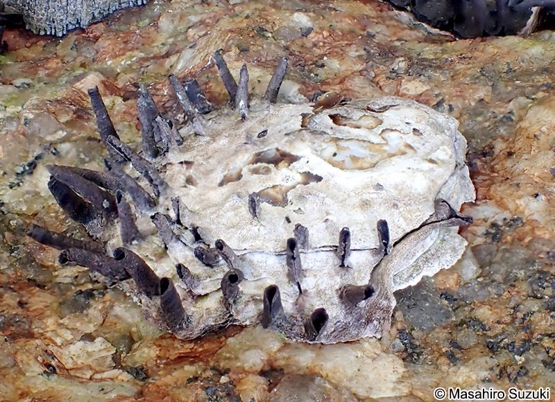 ケガキ Saccostrea kegaki