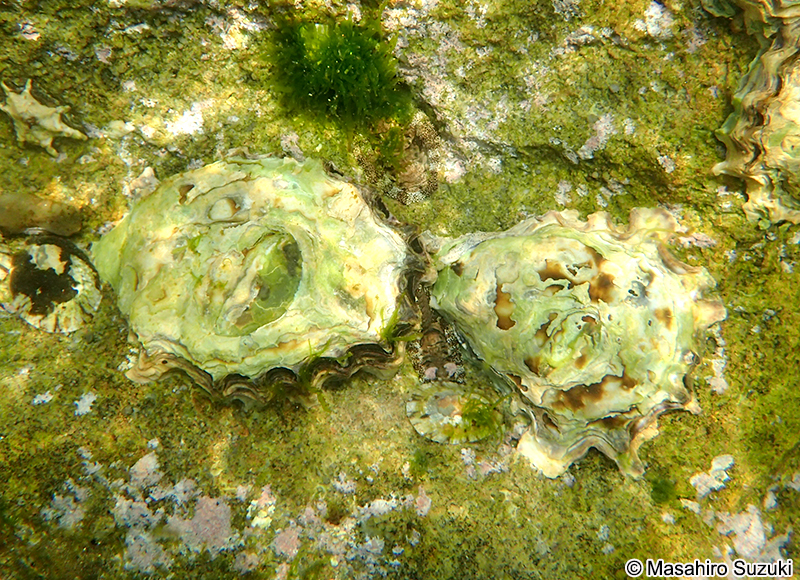 ケガキ Saccostrea kegaki