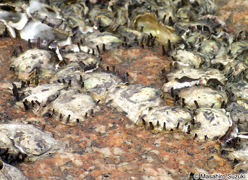 ケガキ Saccostrea kegaki