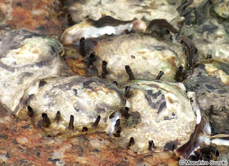 ケガキ Saccostrea kegaki