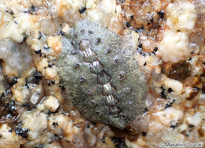 ケハダヒザラガイ Acanthochitona defilippii