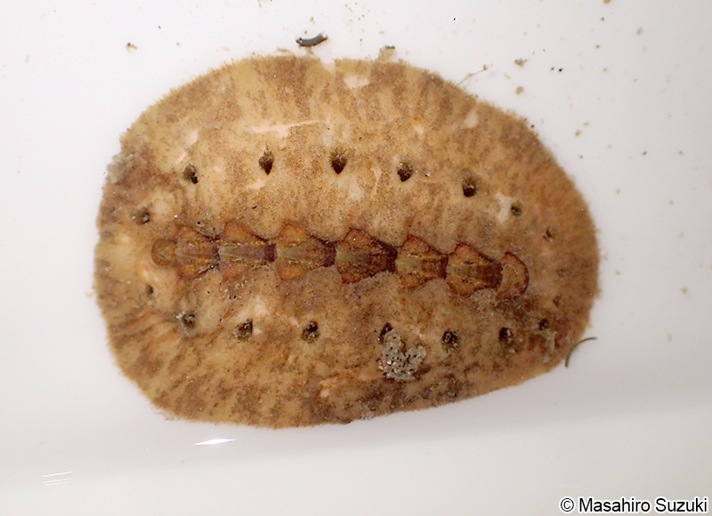 ケハダヒザラガイ Acanthochitona defilippii