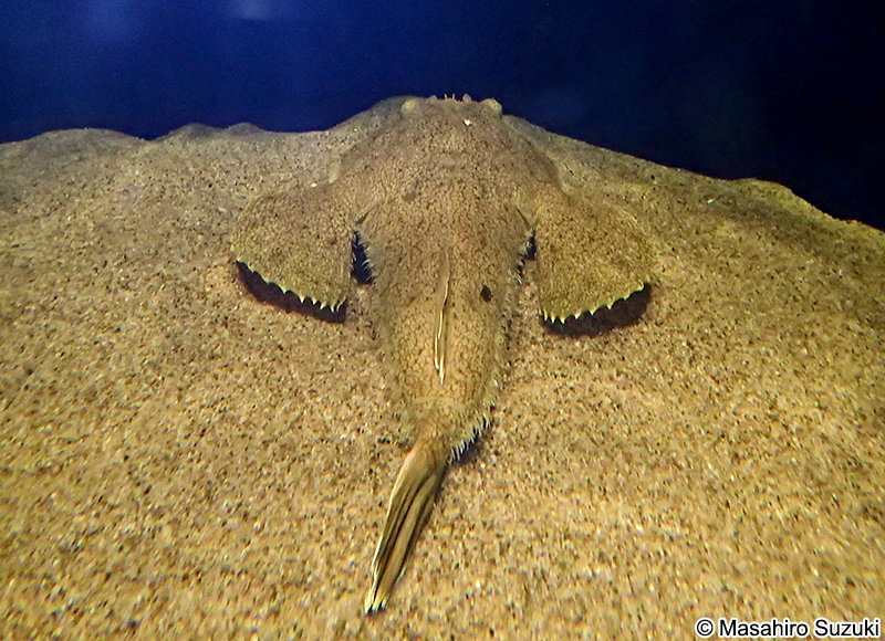 キアンコウ Lophius litulon