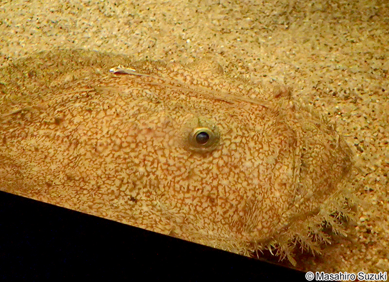 キアンコウ Lophius litulon