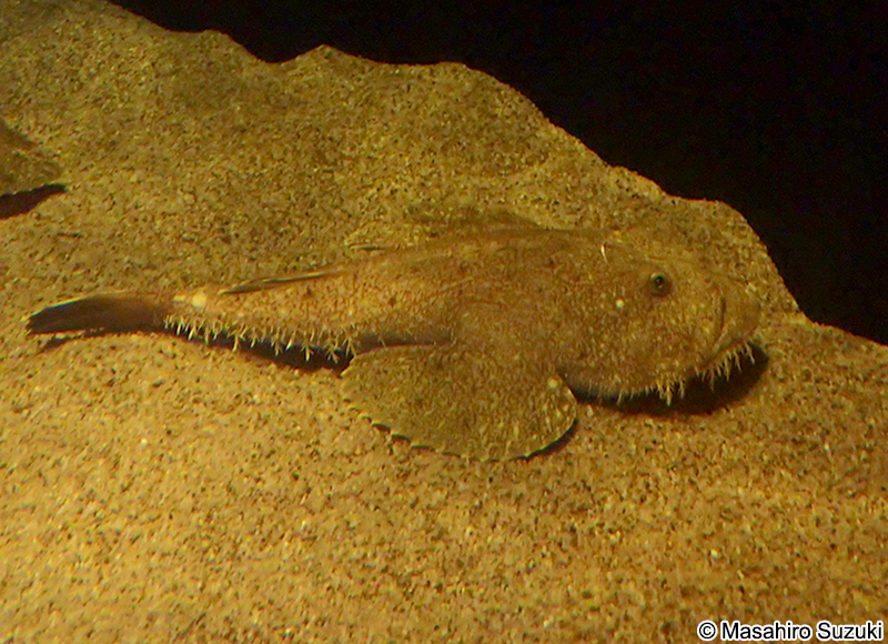 キアンコウ Lophius litulon
