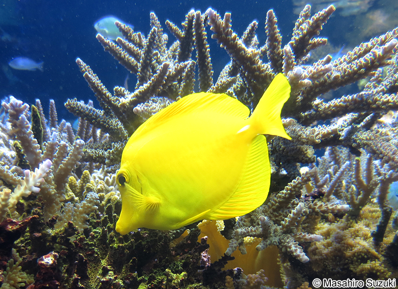 キイロハギ Zebrasoma flavescens