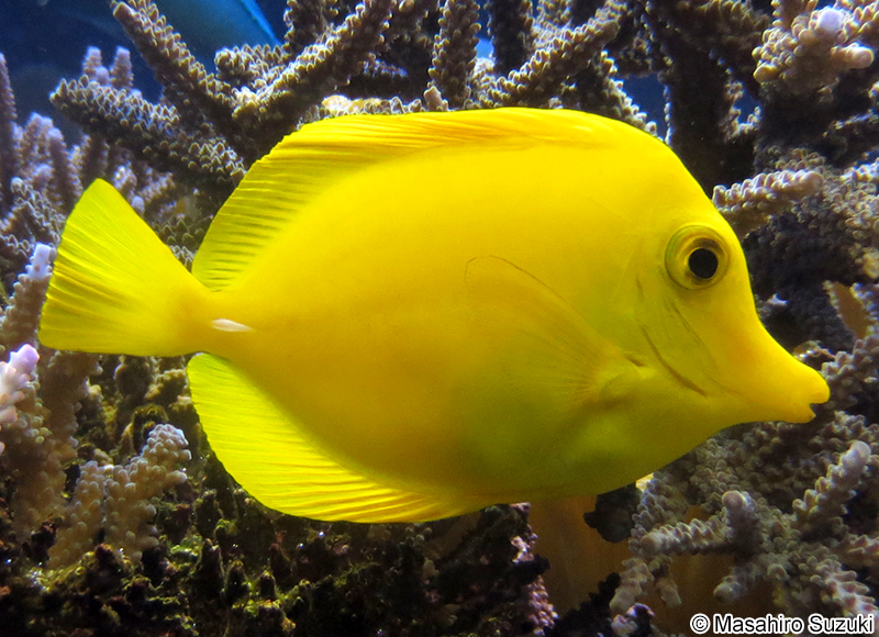 キイロハギ Zebrasoma flavescens