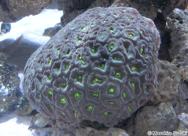 キクメイシ Favia speciosa