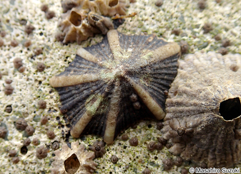 キクノハナガイ Siphonaria sirius