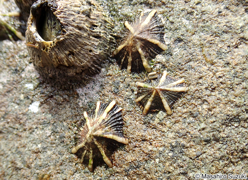 キクノハナガイ Siphonaria sirius