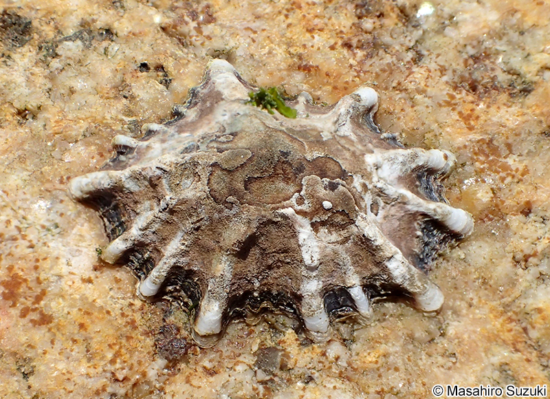 キクノハナガイ Siphonaria sirius