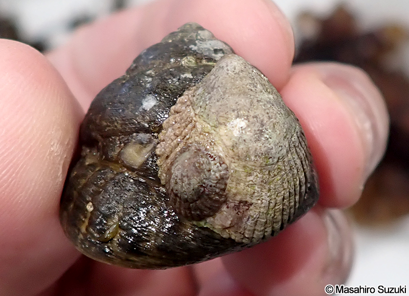 キクスズメ Sabia conica