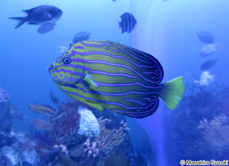 キンチャクダイ Chaetodontoplus septentrionalis