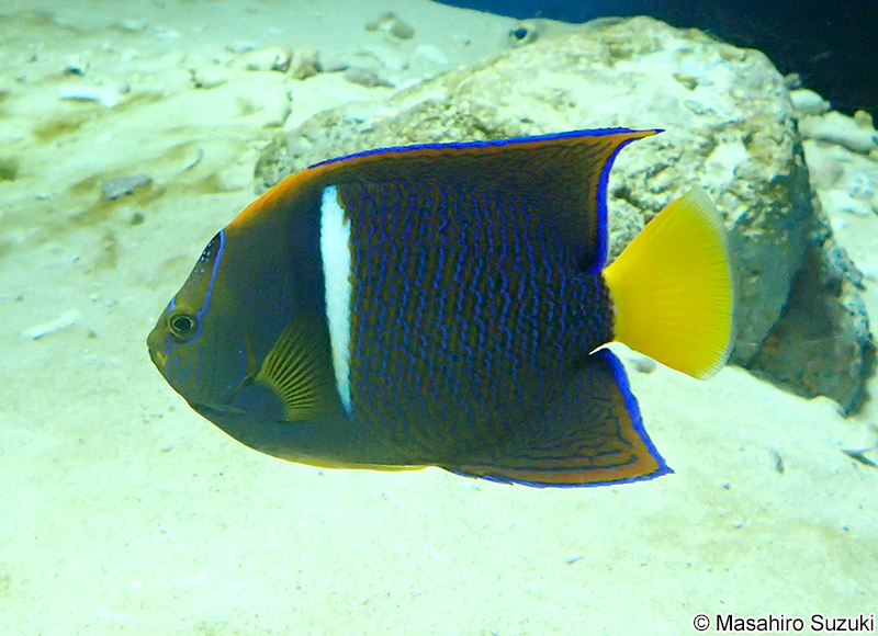 キングエンゼルフィッシュ Holacanthus passer