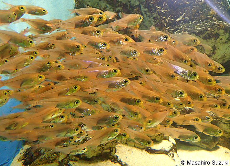 キンメモドキ Parapriacanthus ransonneti