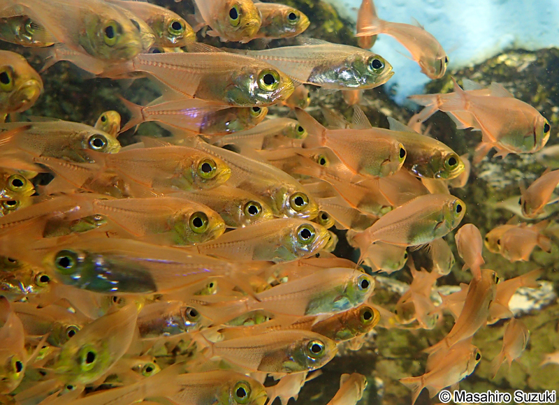 キンメモドキ Parapriacanthus ransonneti