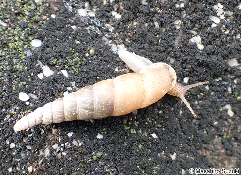 キセルガイ科の1種 Clausliidae sp.