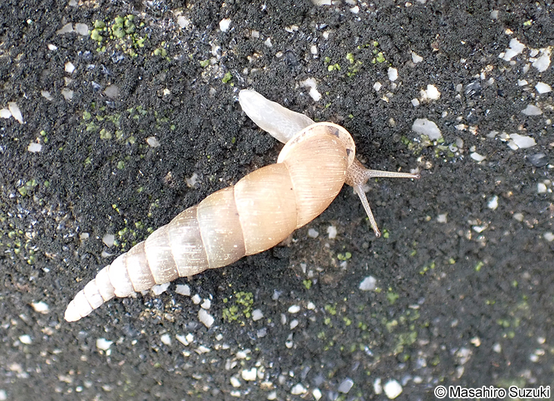 キセルガイ科の1種 Clausliidae sp.