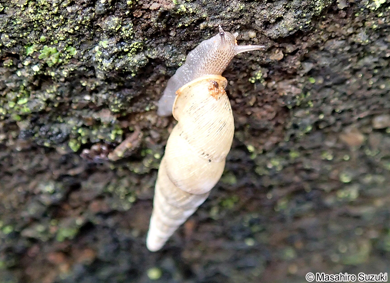 キセルガイ科の1種 Clausliidae sp.