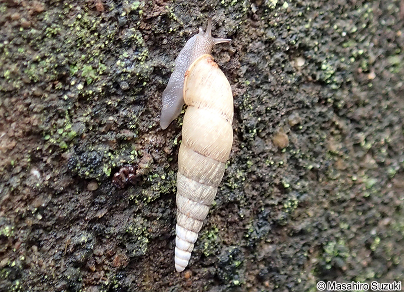 キセルガイ科の1種 Clausliidae sp.