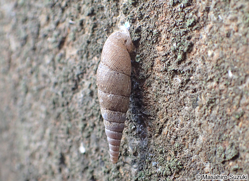 キセルガイ科の1種 Clausliidae sp.